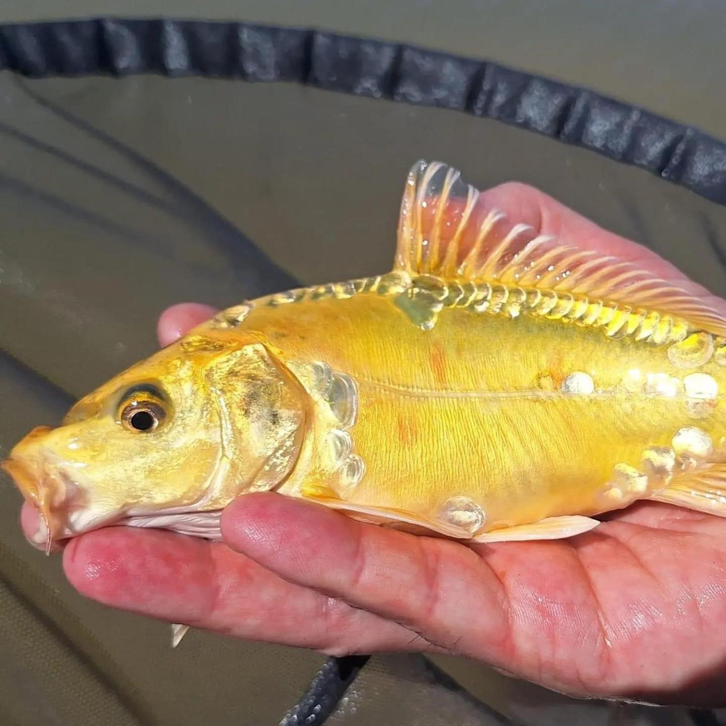 Lakeside Fishing Retreats Resort
